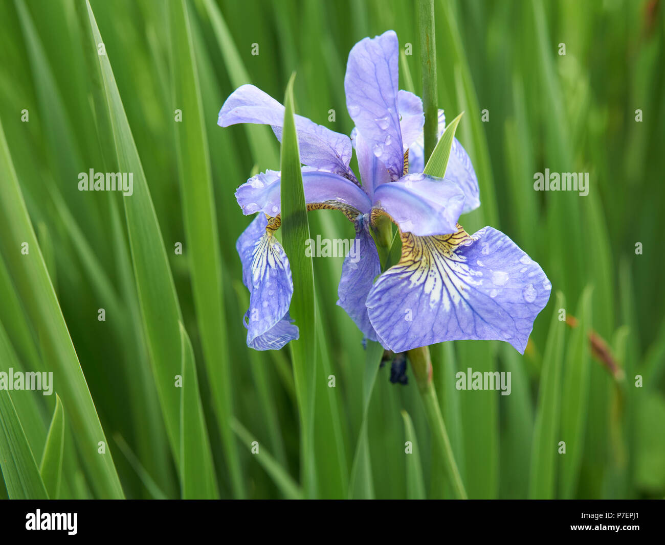 Un iris blu su sfondo verde del giardino con gocce d'acqua Foto Stock