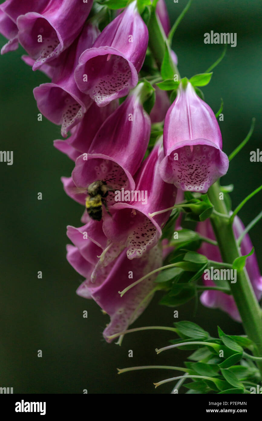 Foxglove viola di essere impollinata da un bumblebee Foto Stock