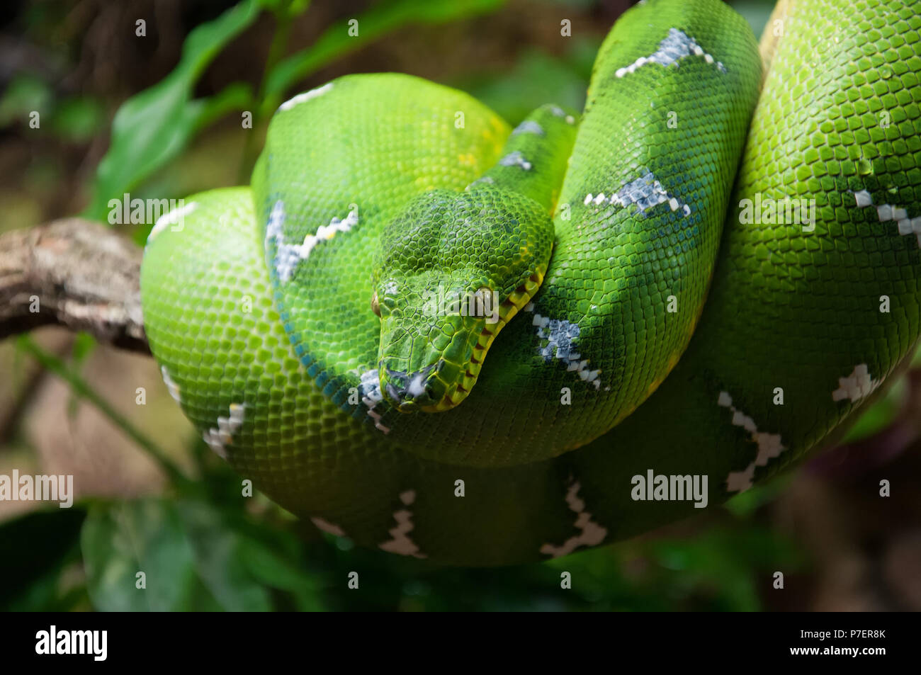 Green Tree python Morelia Viridis wrappedaround un ramo macro Foto Stock