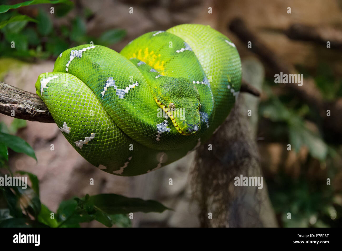 Green Tree python Morelia Viridis wrappedaround un ramo macro Foto Stock