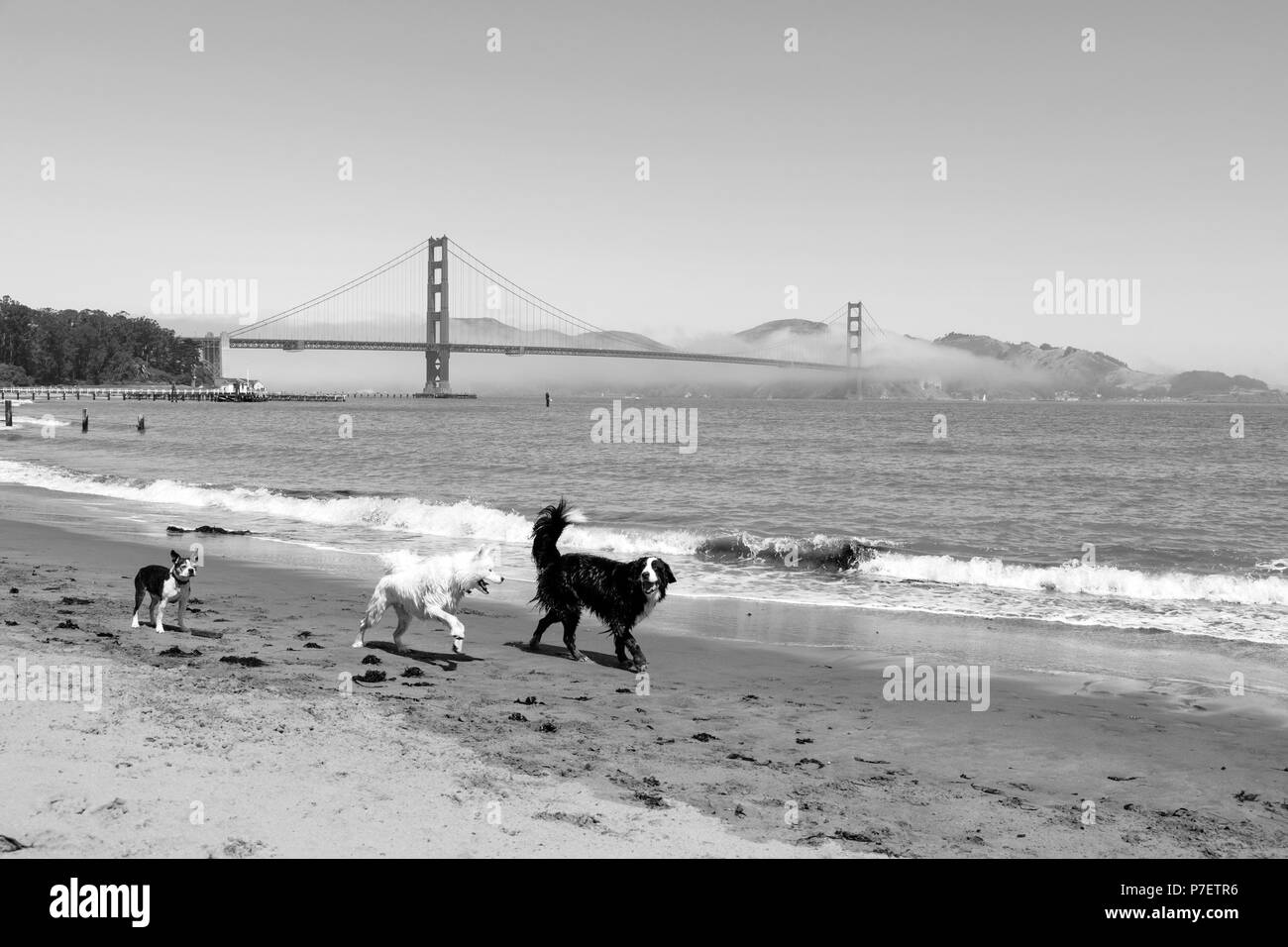 Golden Gate Bridge di San Francisco, California, Stati Uniti d'America Foto Stock
