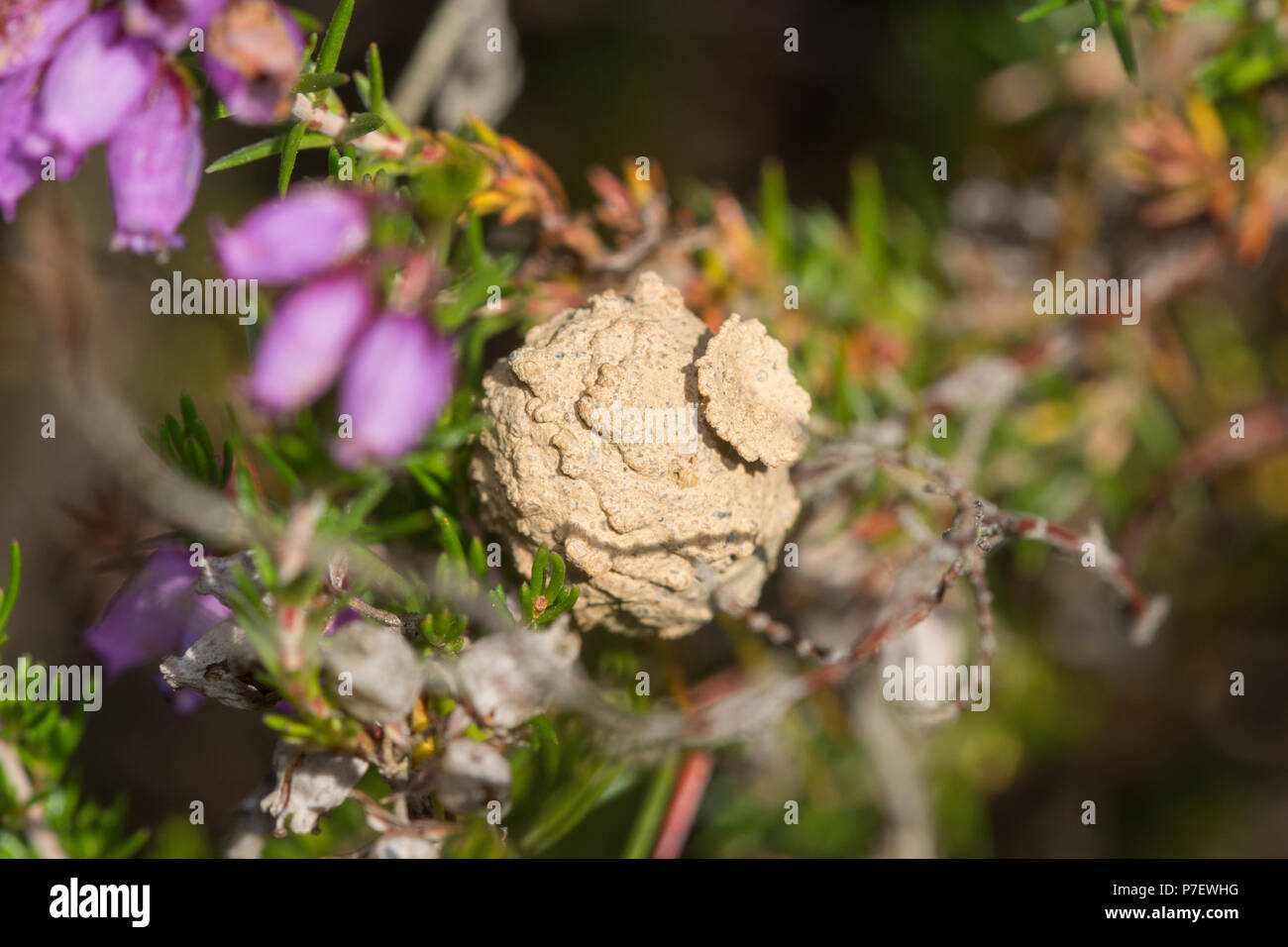 Nido o pentola di rari solitaria potter heath wasp (Eumenes coarctatus) in heather sulla brughiera nel Surrey, Regno Unito Foto Stock