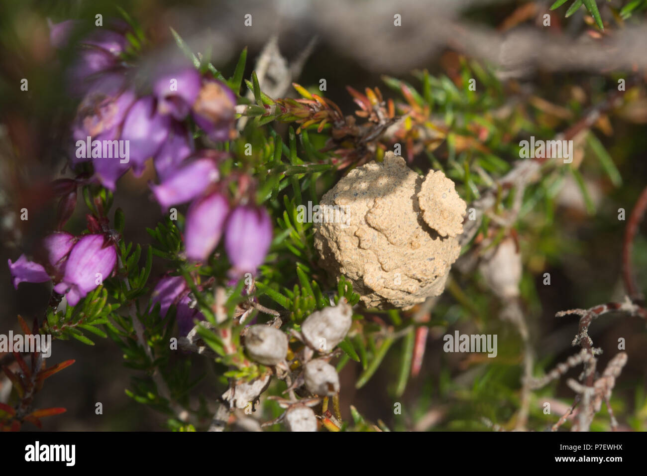Nido o pentola di rari solitaria potter heath wasp (Eumenes coarctatus) in heather sulla brughiera nel Surrey, Regno Unito Foto Stock