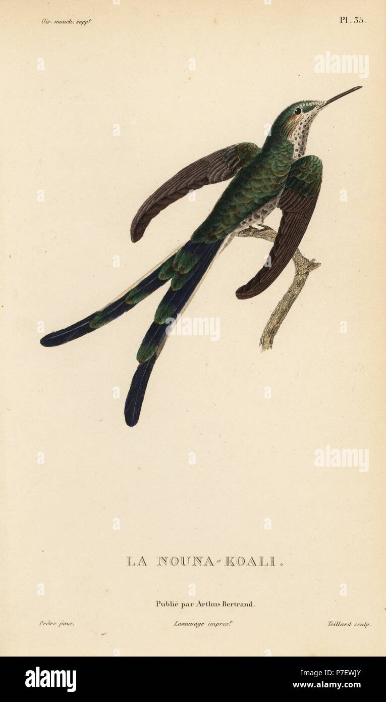 Verde-tailed trainbearer, Lesbia nuna (Ornismya nuna). Handcolored incisione in acciaio da Coutant dopo una illustrazione di Jean-Gabriel Pretre dal rene Primevere della lezione di storia naturale del genere Colibri di Colibrì, Histoire Naturelle des Colibris, Arthus Bertrand, Parigi, 1830. Foto Stock