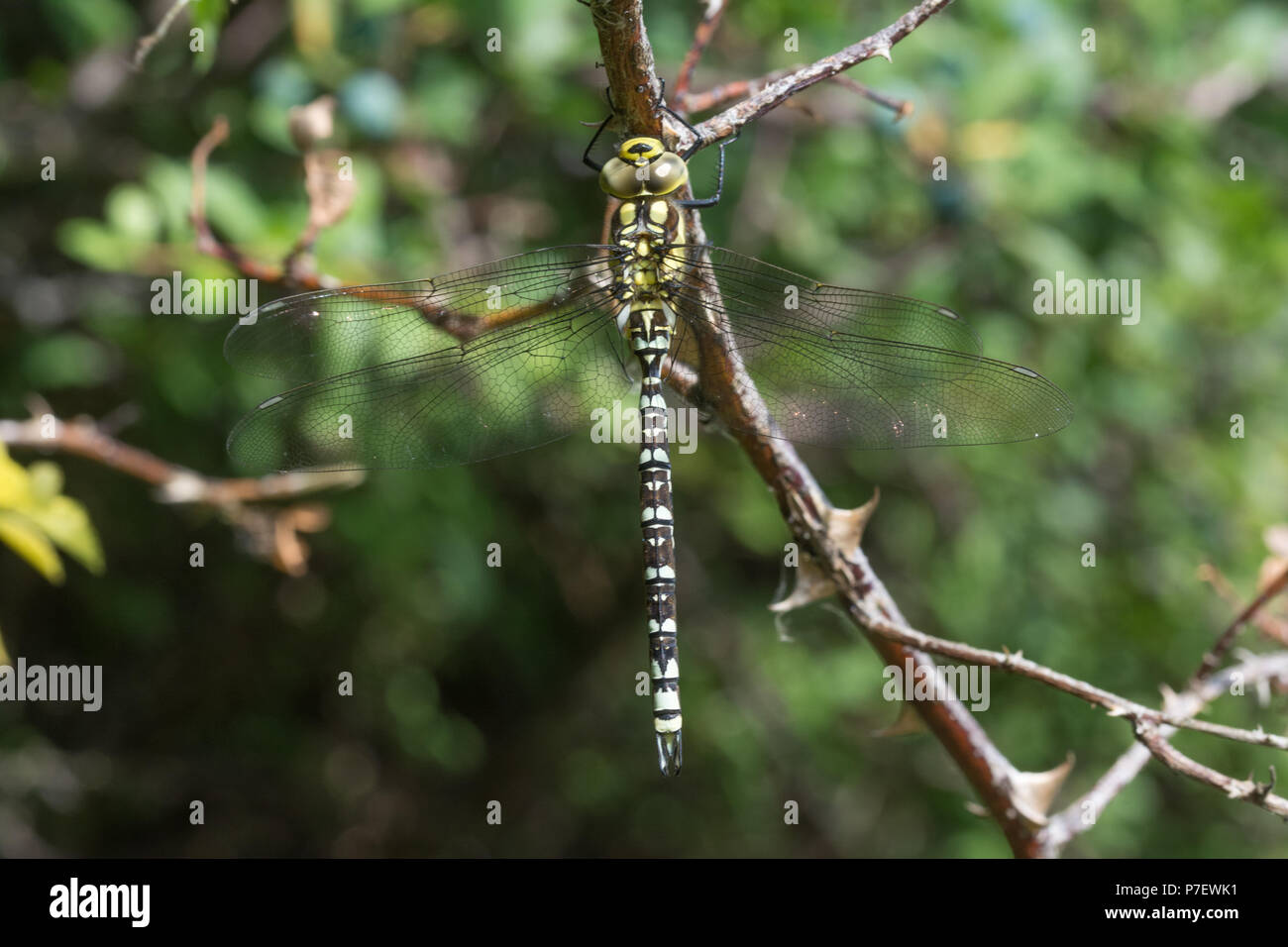 Close-up di un maschio di southern hawker dragonfly (Aeshna cyanea) Foto Stock