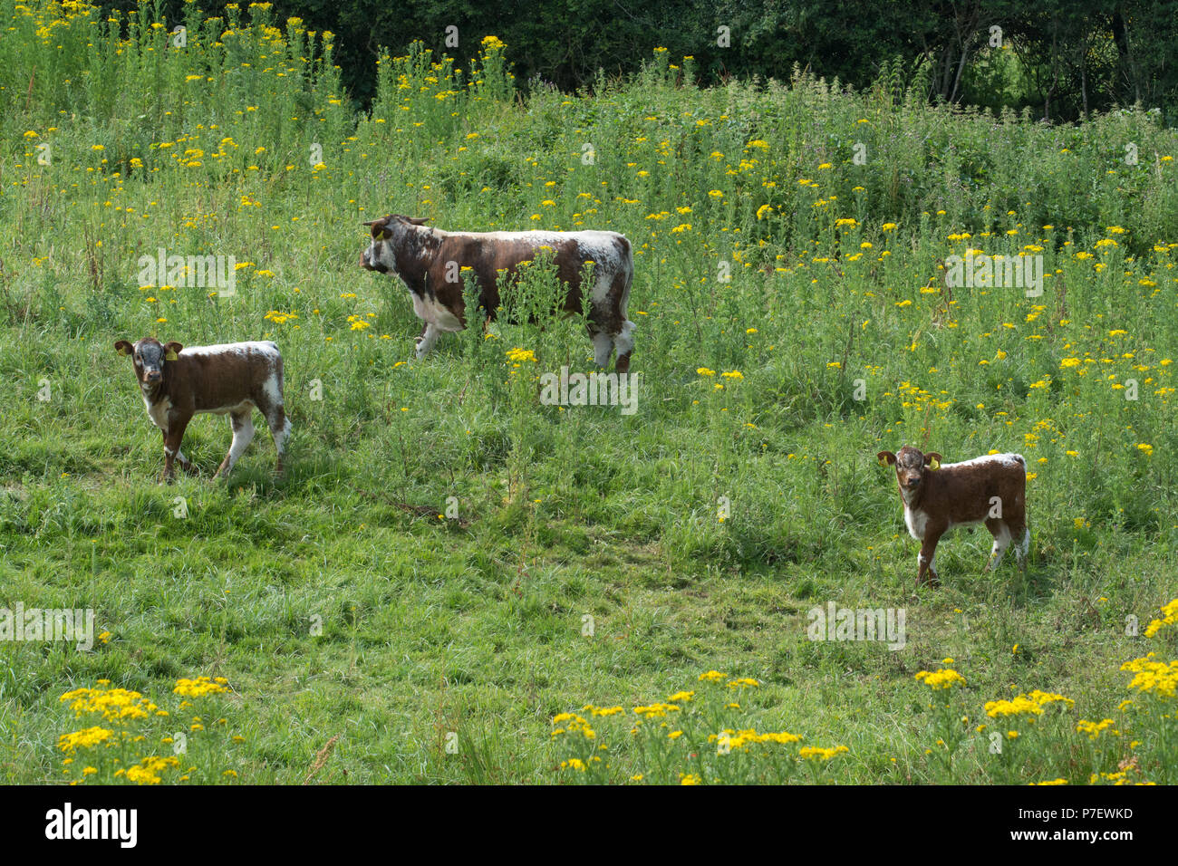 Old English longhorn il pascolo di bestiame al Knepp Wildland Station Wagon nel West Sussex, Regno Unito. Foto Stock