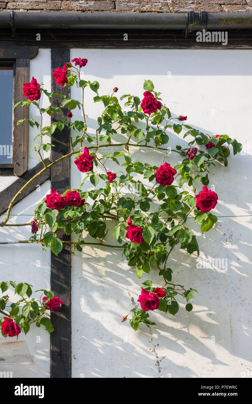 Rosa Etoile de Hollande è un fragrante vigorosa rosa rampicante con un forte profumo fruttato in un giardino inglese nel Maggio Foto Stock