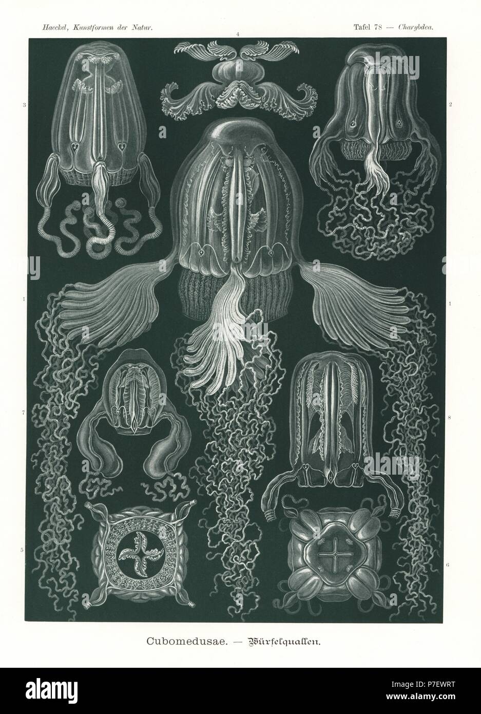 Cubomedusae o la casella meduse: Chirodropus palmatus, Chiropsoides quadrigatus, Carybdea obeliscus, Carybdea murrayana, Alatina tetraptera e Tamoya haplonema. Chromolithograph da Adolf Glitsch da una illustrazione da Ernst Haeckel da forme d'Arte nella Natura, Kunstformen der Natur, Liepzig, Germania, 1904. Foto Stock