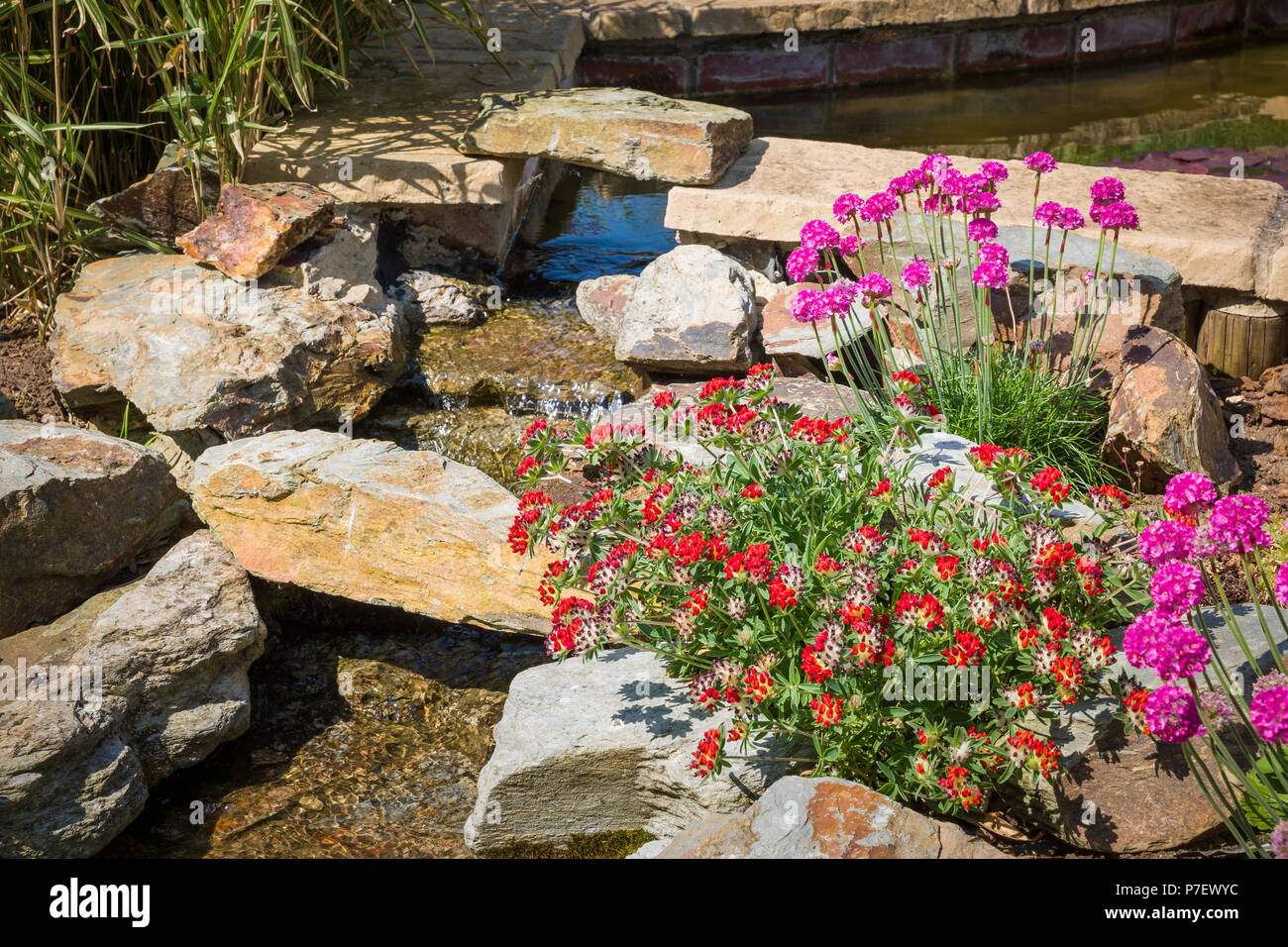 Un inglese un giardino roccioso con cascata e piante fiorite che  comprendono rosa armeria nel Maggio Foto stock - Alamy