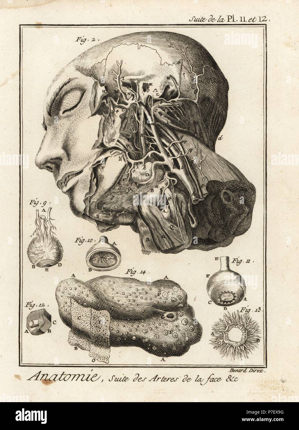 Le arterie in faccia. Incisione su rame di Robert Benard dopo una illustrazione di Albrecht von Haller da Denis Diderot enciclopedia, pellet, Ginevra, 1779. Foto Stock