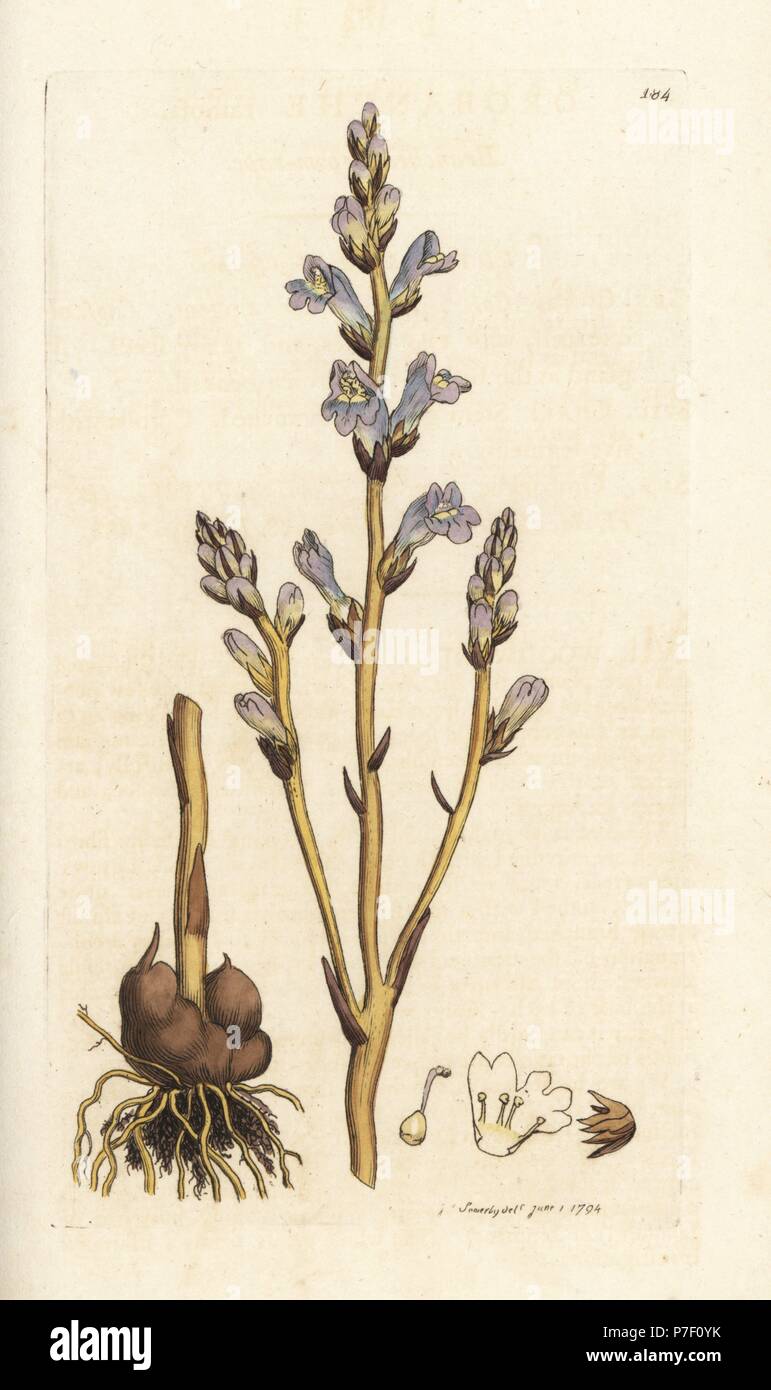 Succhiamele prataiolo ramificato, Orobanche ramosa. Handcolored incisione su rame di James Sowerby da James Smith è inglese botanica, Londra, 1794. Foto Stock