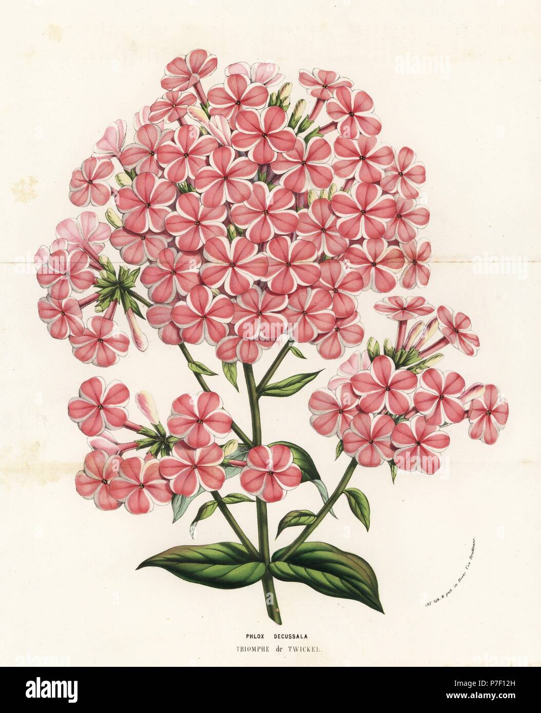 Gardem phlox varietà, Triomphe de Twickel, Phlox paniculata (Phlox decussata). Litografia Handcolored da Louis van Houtte e Charles Lemaire di fiori dei giardini e serre di Europa, Flore des Serres et des jardins de l'Europe, Gand, Belgio, 1857. Foto Stock