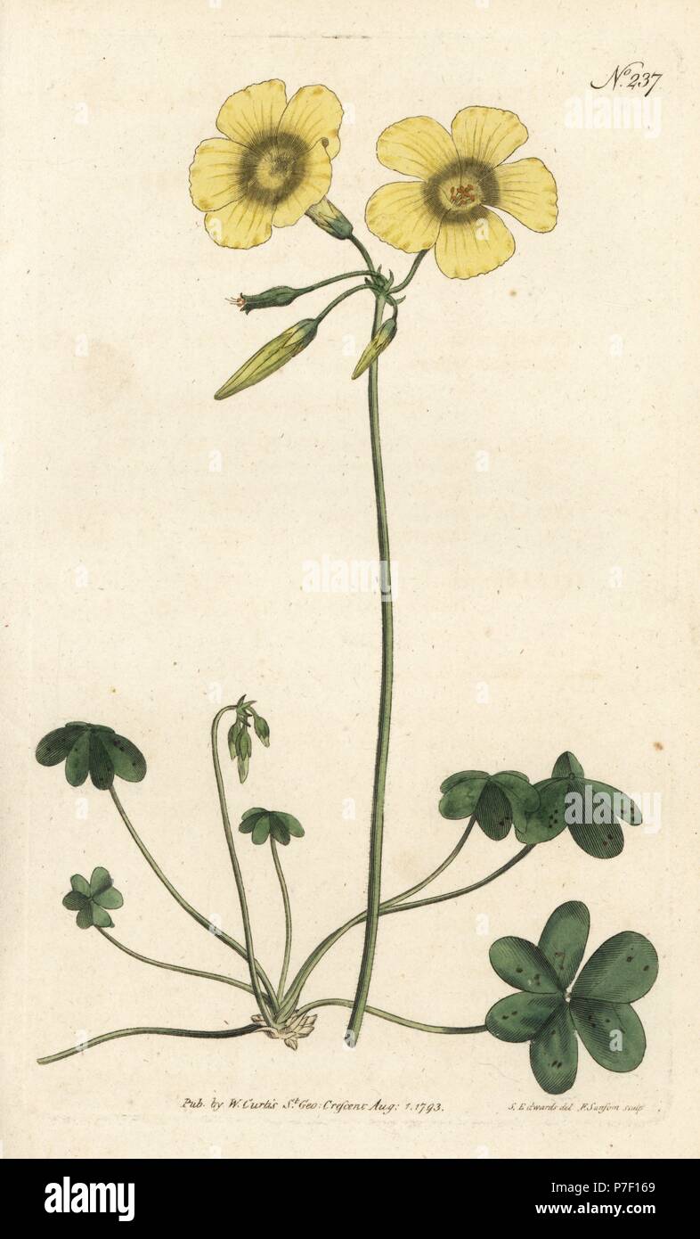 Di capra al piede di legno sorrel, Oxalis caprina. Handcolored incisione su rame da Sansom dopo una illustrazione da Sydenham Edwards rom William Curtis' rivista botanica, Londra, 1793. Foto Stock