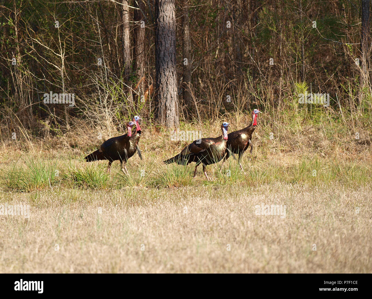 Il tacchino selvatico gobblers toms galline campo poult Foto Stock