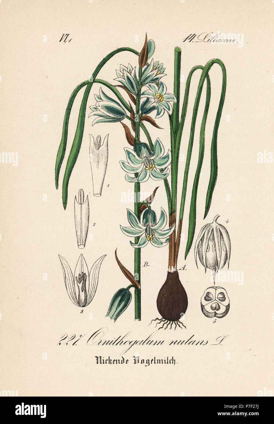 Annuendo Stella di Betlemme, Ornithogalum nutans. Handcolored litografia dal Diederich von Schlechtendal tedesco della Flora (Flora von Deutschland), Jena, 1871. Foto Stock