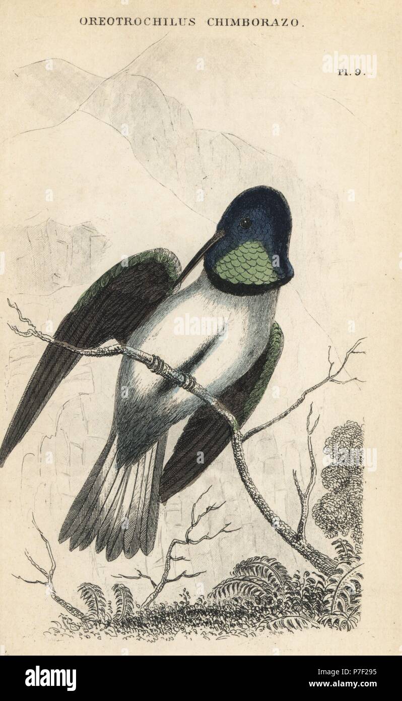 Hillstar ecuadoriana, Oreotrochilus chimborazo. Acciaio Handcolored incisione da W.C.L. Martin's una storia generale del ronzio-uccelli o la Trochilidae, Bohn, Londra, 1852. Foto Stock