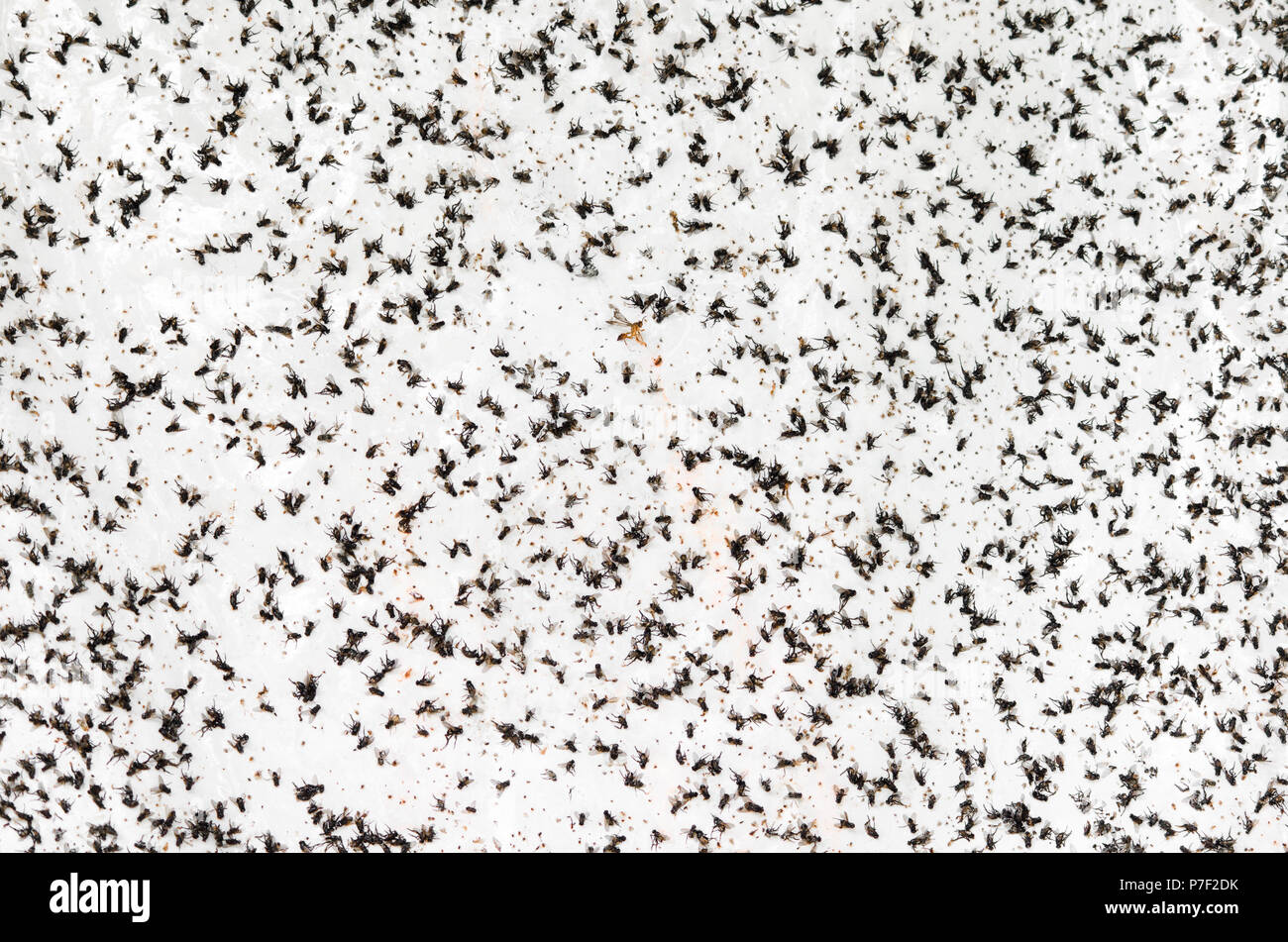 Una massa di insetti volanti sono intrappolati su un adesivo bianco parete. Foto Stock