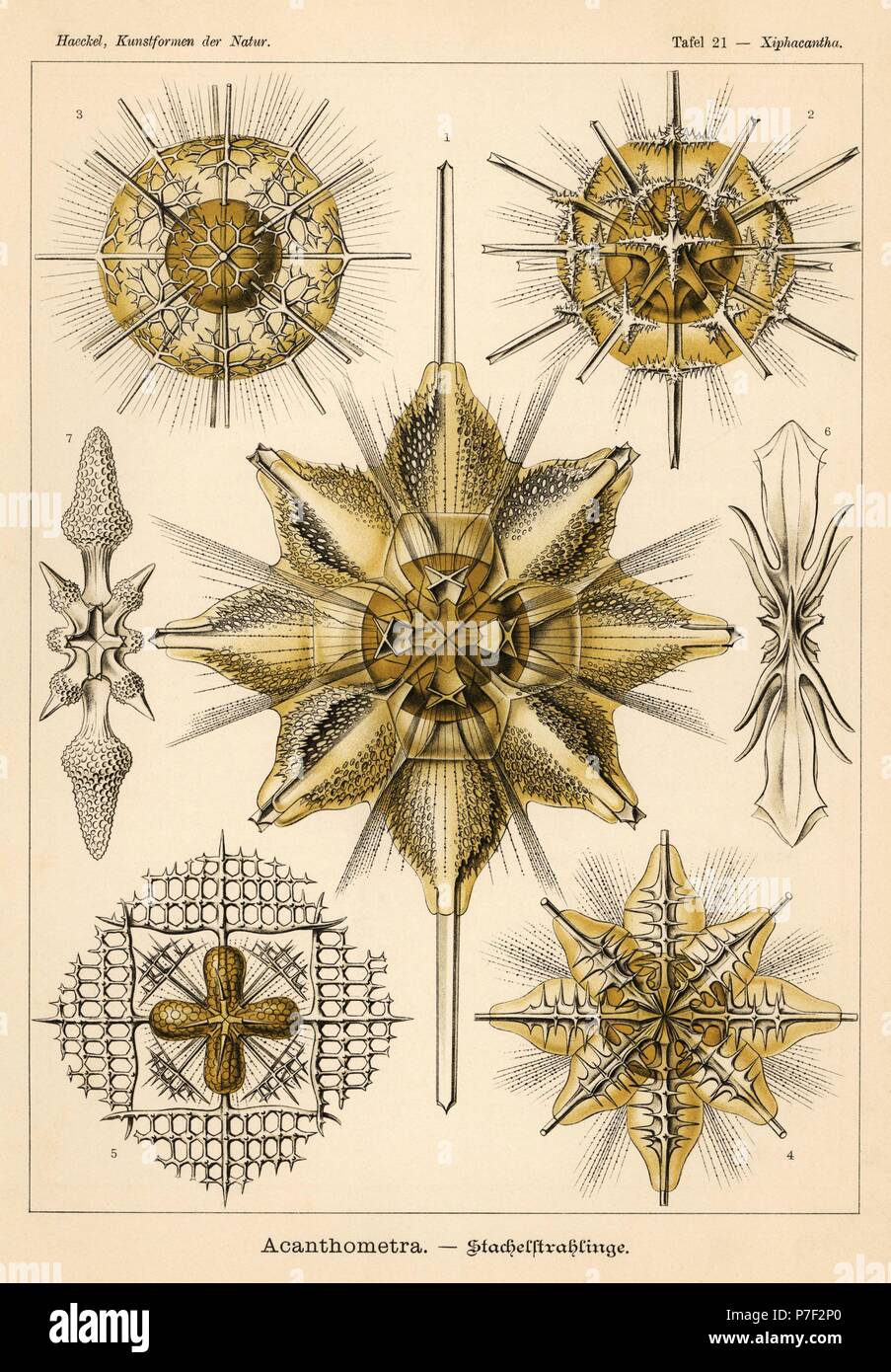 Radiolaria Acantharia protozoi specie: Xiphacantha specie 1, Stauracantha spinulosa 2, specie Phyllostauridae 3, Pristacantha polyodon 4, specie Lithopteridae 5, specie Gigartaconidae 6,7. Chromolithograph da Adolf Glitsch da una illustrazione da Ernst Haeckel da forme d'Arte nella Natura, Kunstformen der Natur, Liepzig, Germania, 1904. Foto Stock