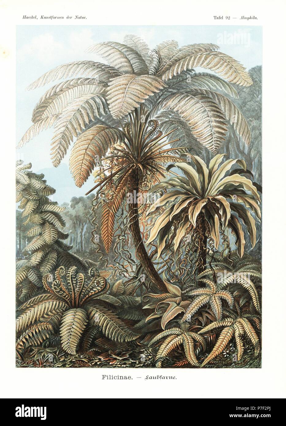 Filicinae o piante di felce: specie Alsophila, specie Polypodium, Asplenium nidus, Angiopteris specie, Monogramma specie e Pteris quadriaurita. Chromolithograph da Adolf Glitsch da una illustrazione da Ernst Haeckel da forme d'Arte nella Natura, Kunstformen der Natur, Liepzig, Germania, 1904. Foto Stock