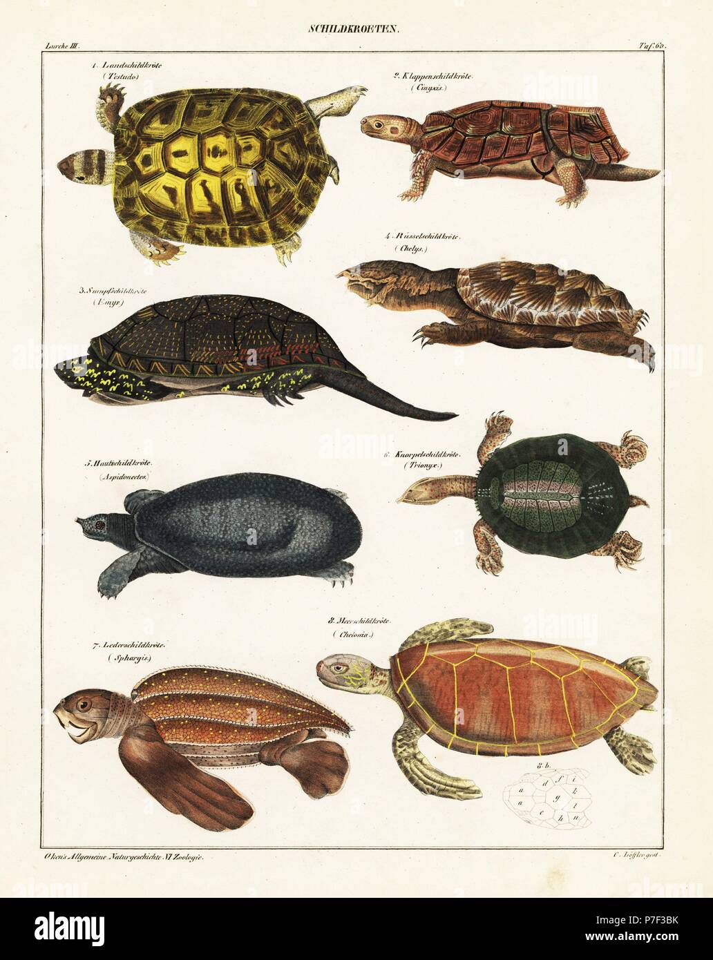 Tartaruga greca, Testudo graeca, terra tartaruga, Cinyxis, testuggine palustre, Emys orbicularis, matamata, Chelus fimbriata, Florida softshell tartaruga, Apalone ferox, Nilo softshell tartaruga, Trionyx triunguis, liuto tartaruga di mare, Dermochelys coriacea, e in via di estinzione tartaruga verde, Chelonia Mydas. Litografia da C. Loeffler da Lorenz Oken universale della storia naturale, Allgemeine Naturgeschichte fur alle Stande, Stuttgart, 1841. Foto Stock