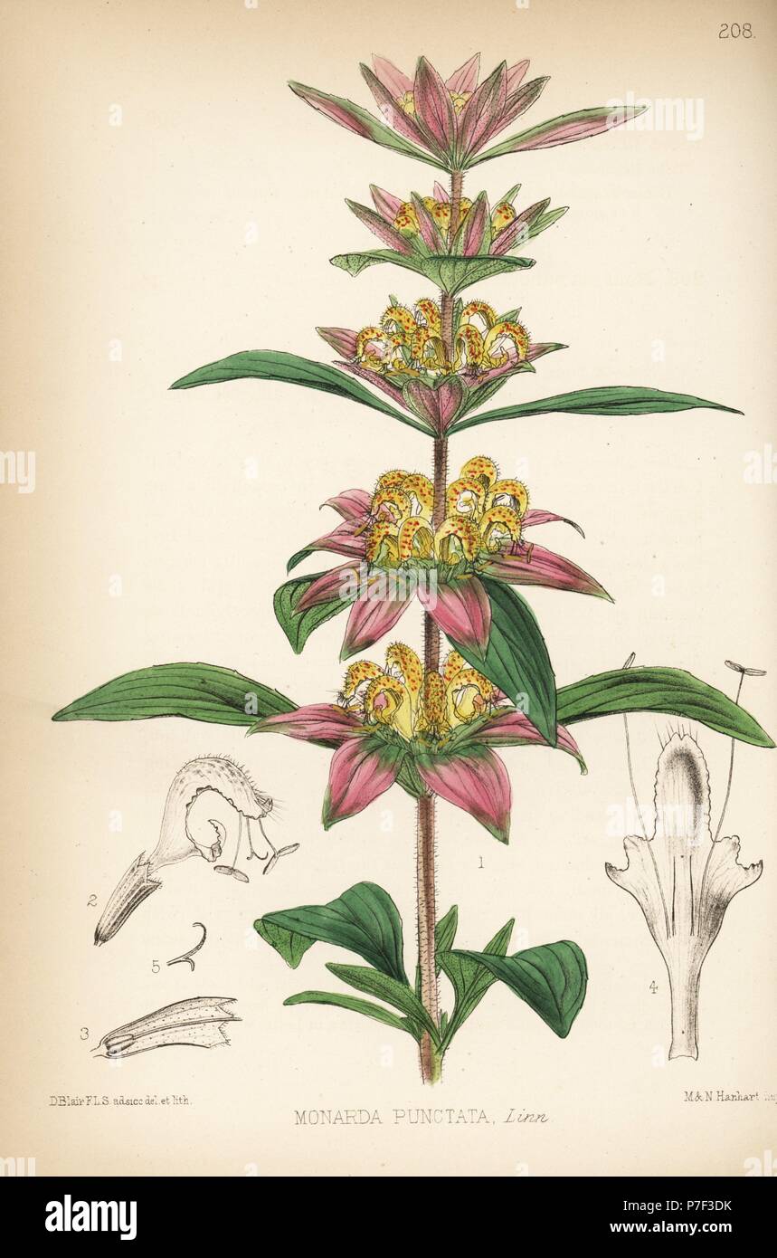 American horsemint macchiato o beebalm, Monarda punctata. Litografia Handcolored da Hanhart dopo una illustrazione botanica da David Blair da Robert Bentley e Henry Trimen di piante medicinali, Londra, 1880. Foto Stock