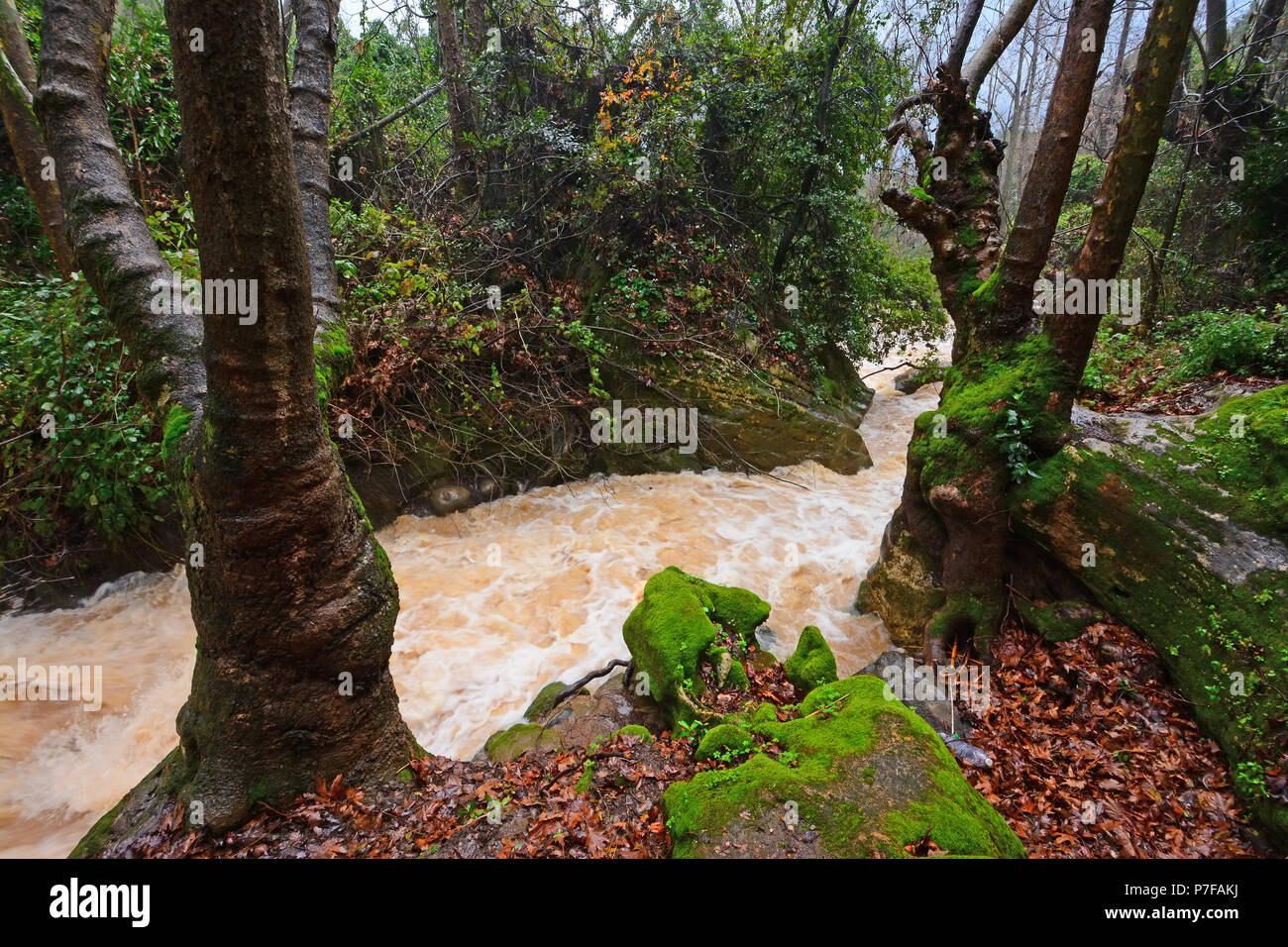 L'Hermon Stream (Banias) Riserva Naturale, nel nord di Israele Foto Stock