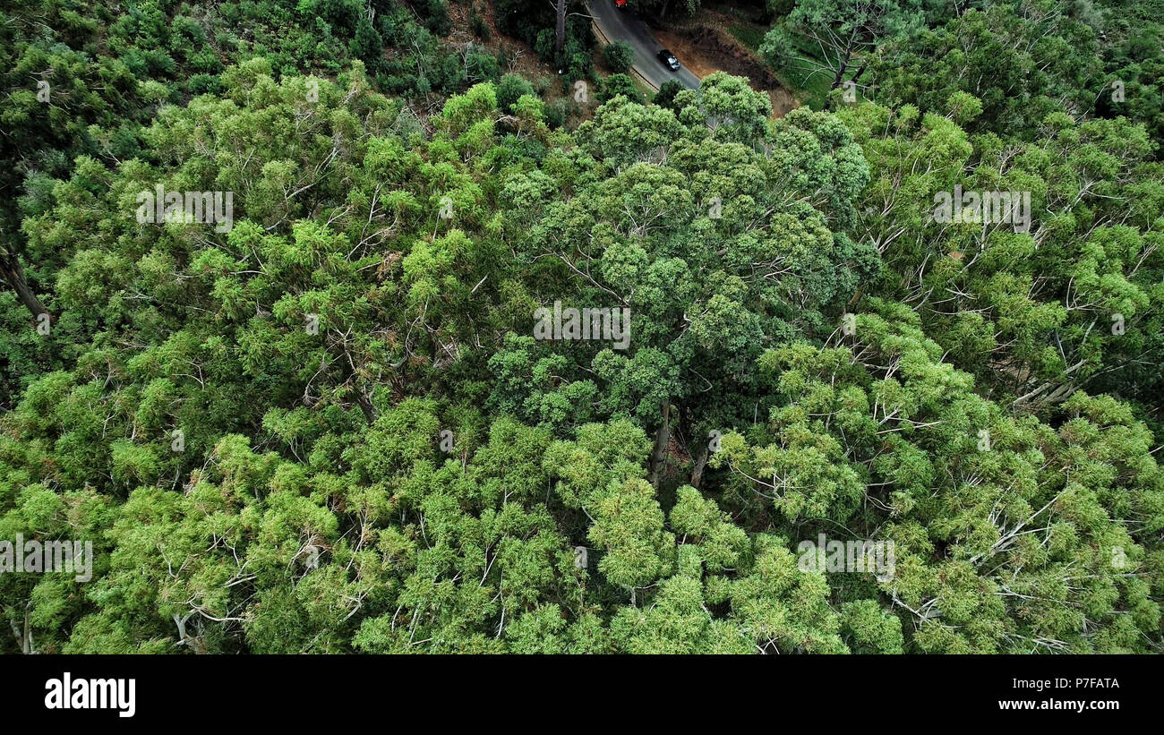 Albero verde nella foresta, veduta aerea Foto Stock