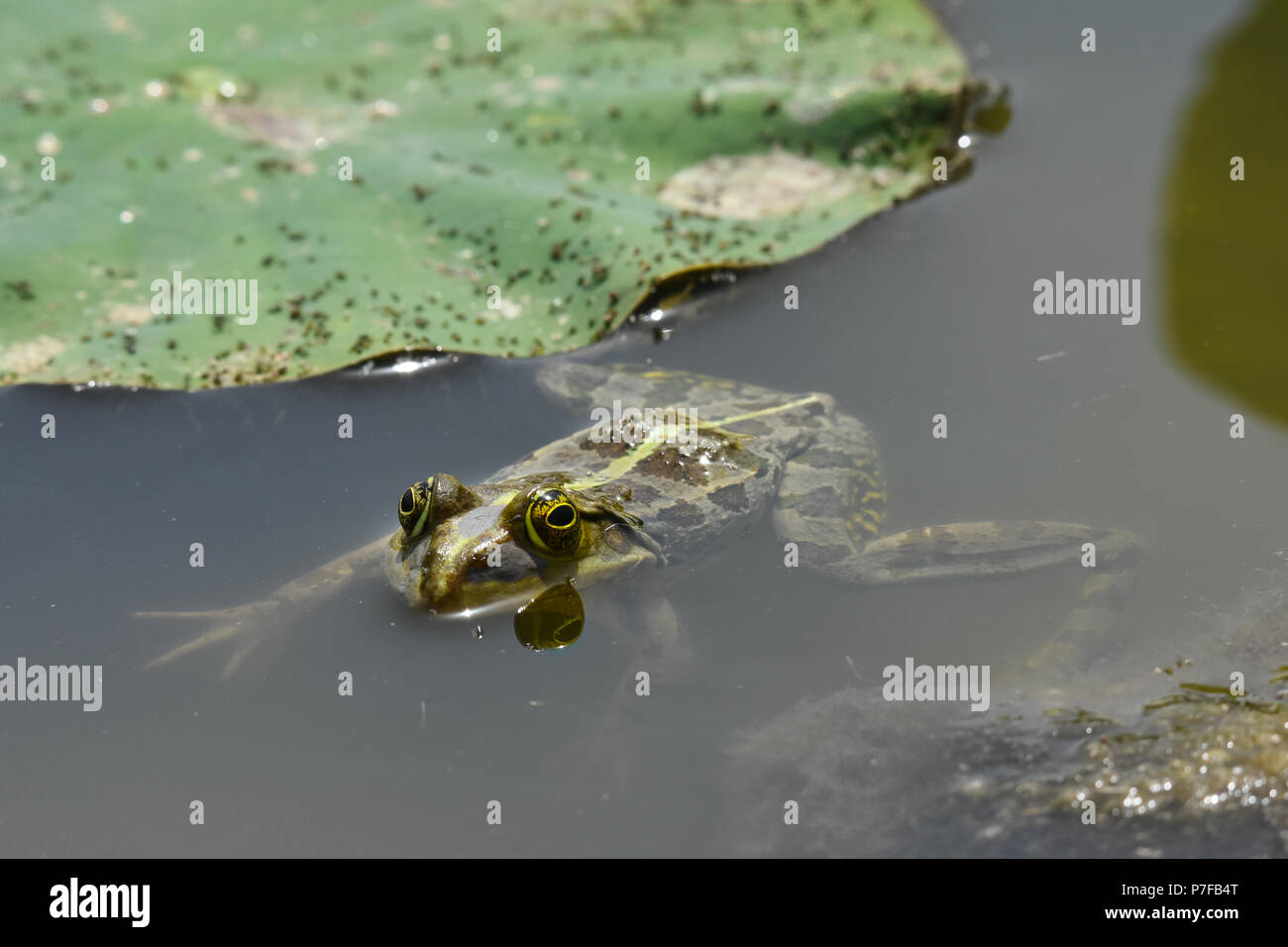 Rana d'acqua di Levant, Pelophylax bedriagae Foto Stock