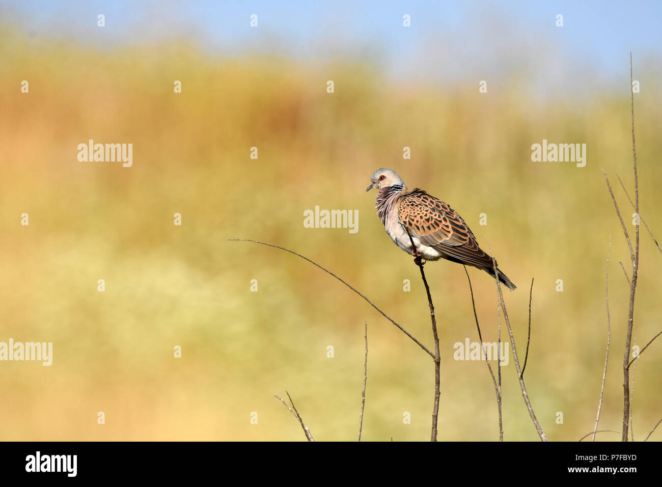 Colomba della tartaruga Foto Stock