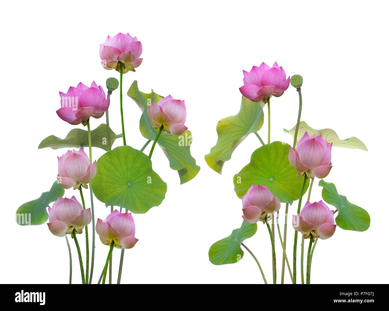 Pink lotus isolati su sfondo bianco Foto Stock
