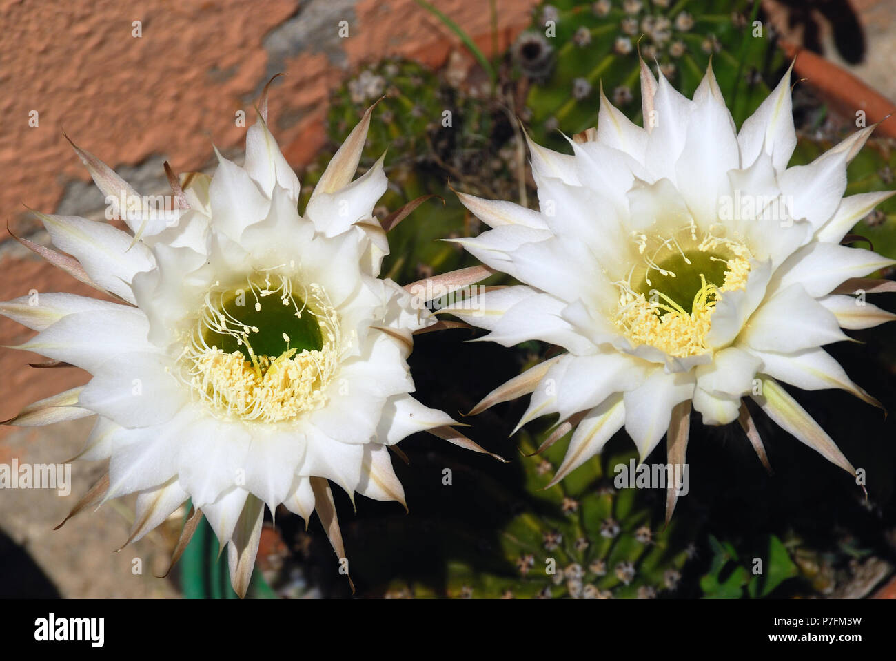 Un fiorito Echinopsis oxygona Foto Stock