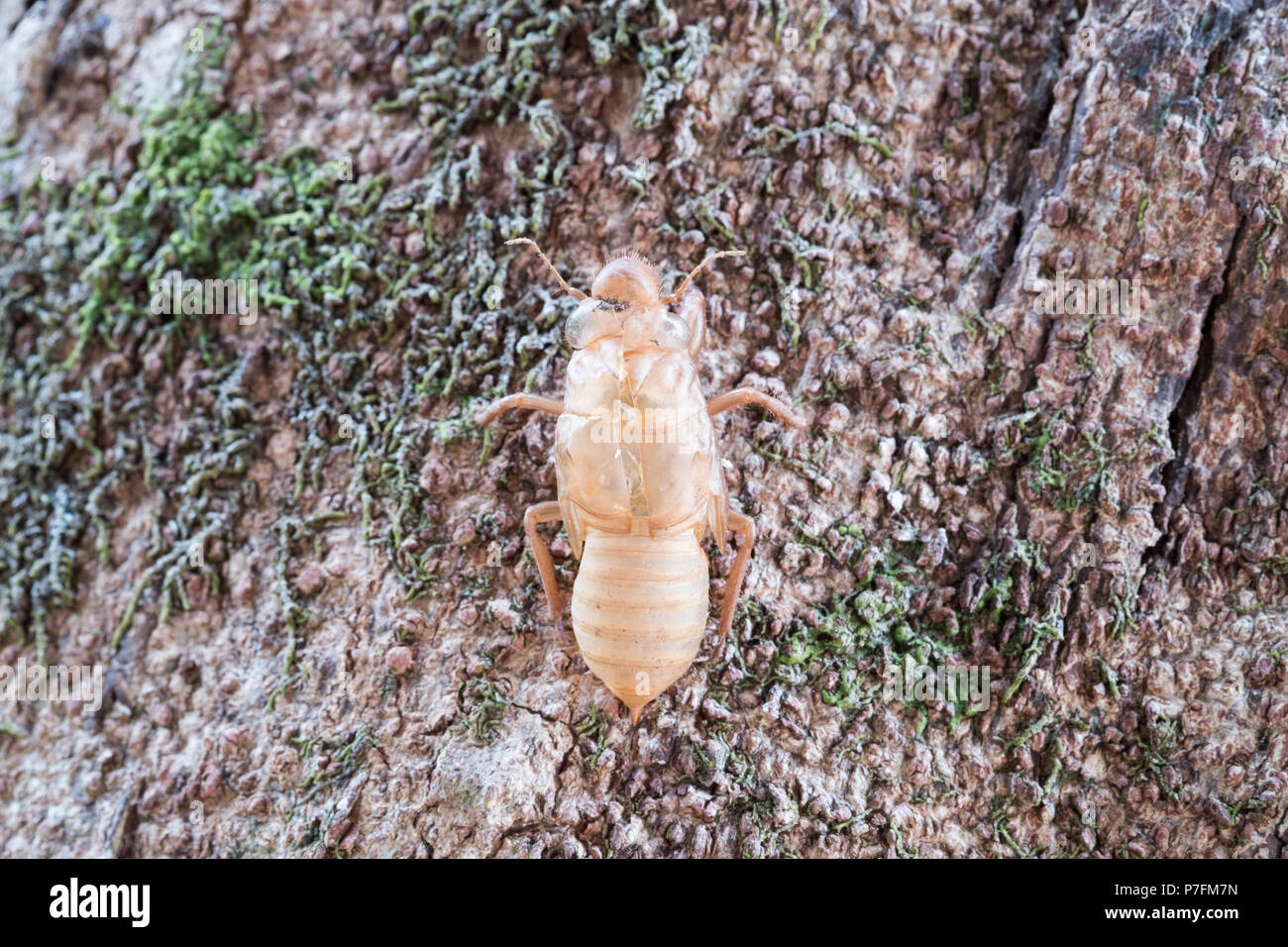 Cicala insetto slough e lasciare macchie sull'albero. Foto Stock