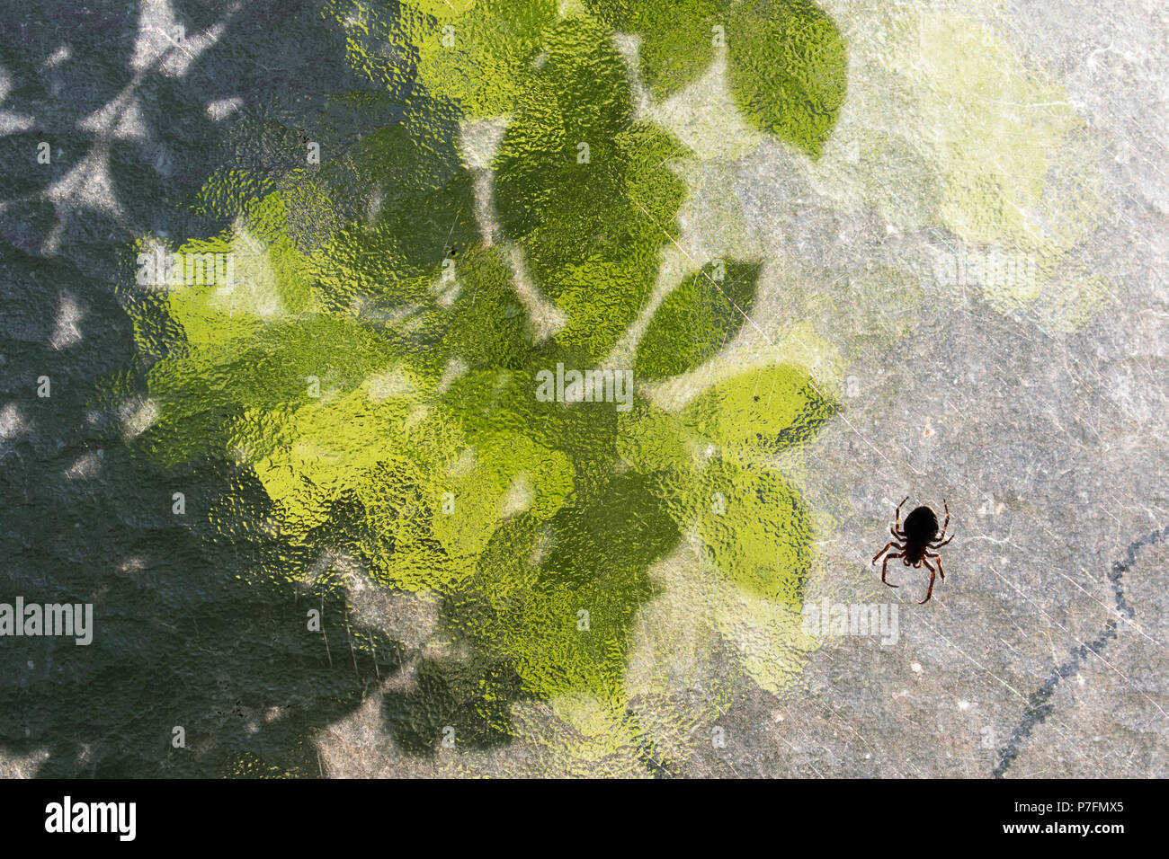 Silhouette di un giardino europeo spider (Araneus diadematus) nella parte anteriore della finestra con le rose foglie (Rosa), Hesse, Germania Foto Stock