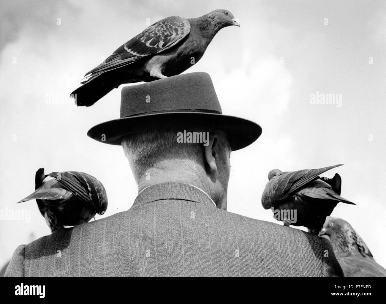 Piccioni sulla testa e la spalla ca. 1955, esatta posizione sconosciuta, Germania Foto Stock