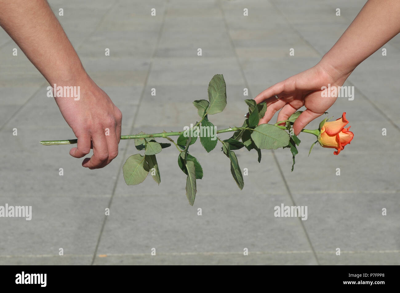 Le mani di un giovane con una rosa, simbolo immagine per amore, romanticismo, il partenariato Foto Stock