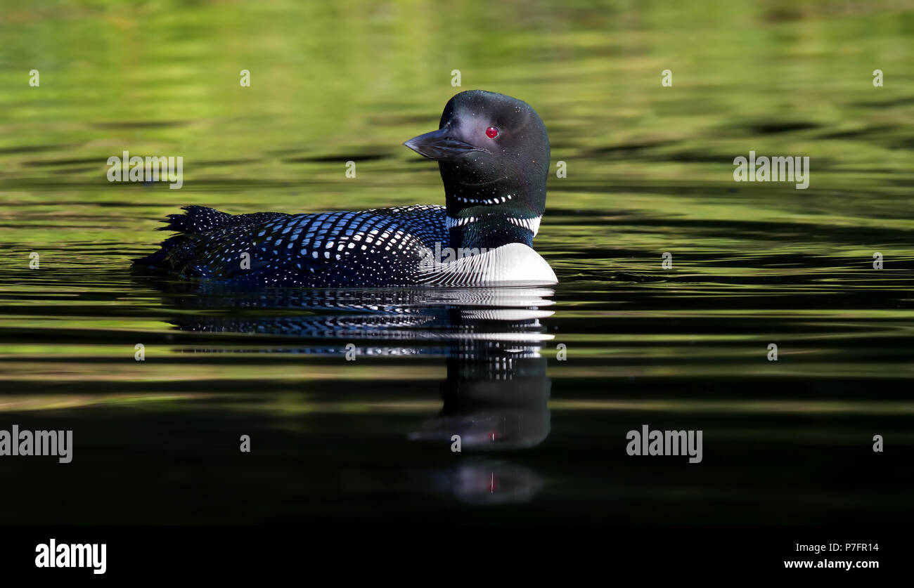 Loon comune (Gavia immer) nuoto sul lago in Canada Foto Stock