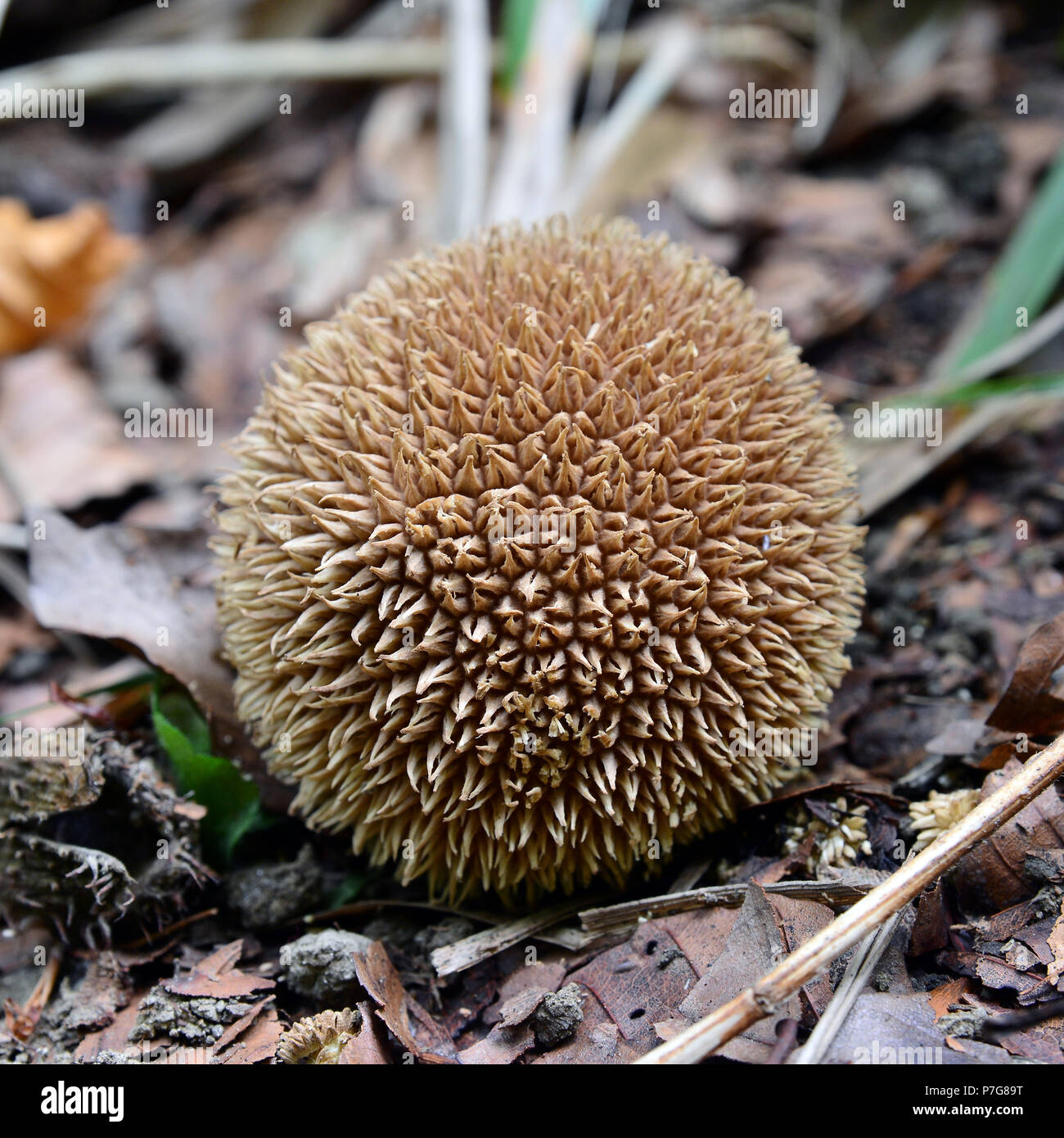 Lycoperdon echinatum, il fungo spinoso nella foresta Foto Stock