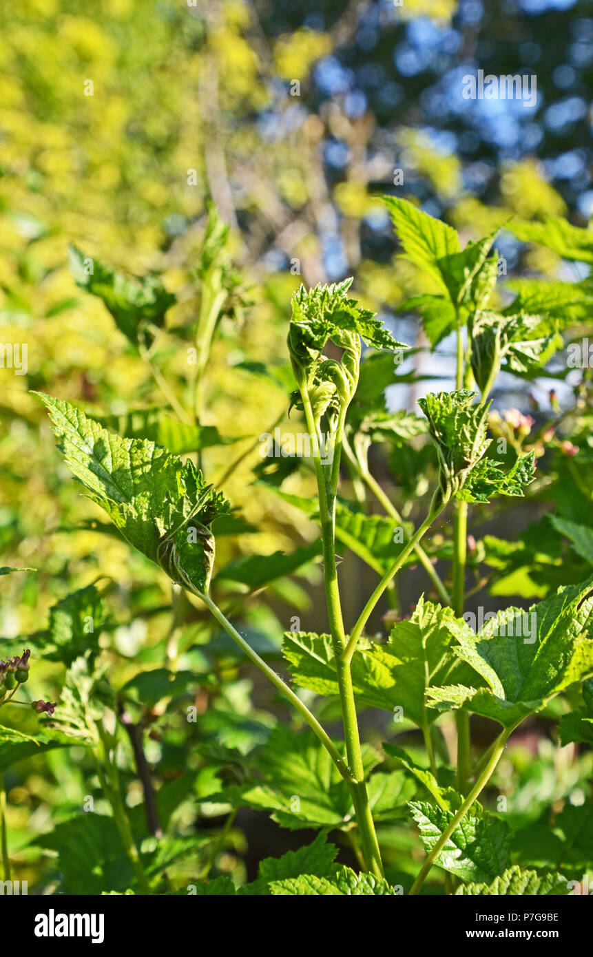 Ribes nero (Ribes nigrum) foglie infestate dalle foglie-curling moscerini (Dasineura tetensi), Inghilterra, Regno Unito Foto Stock