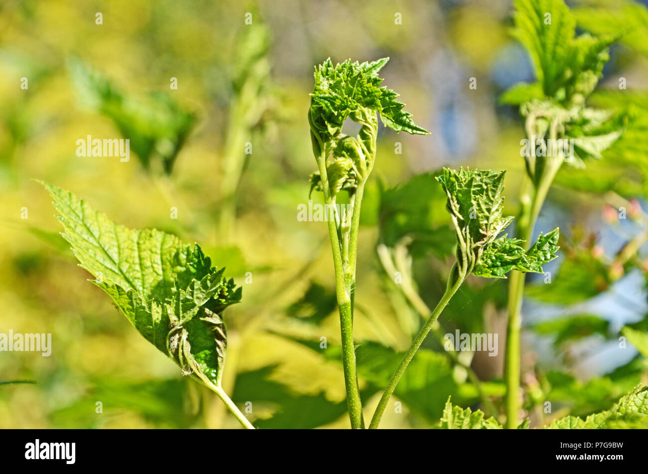 Ribes nero (Ribes nigrum) foglie infestate dalle foglie-curling moscerini (Dasineura tetensi), Inghilterra, Regno Unito Foto Stock