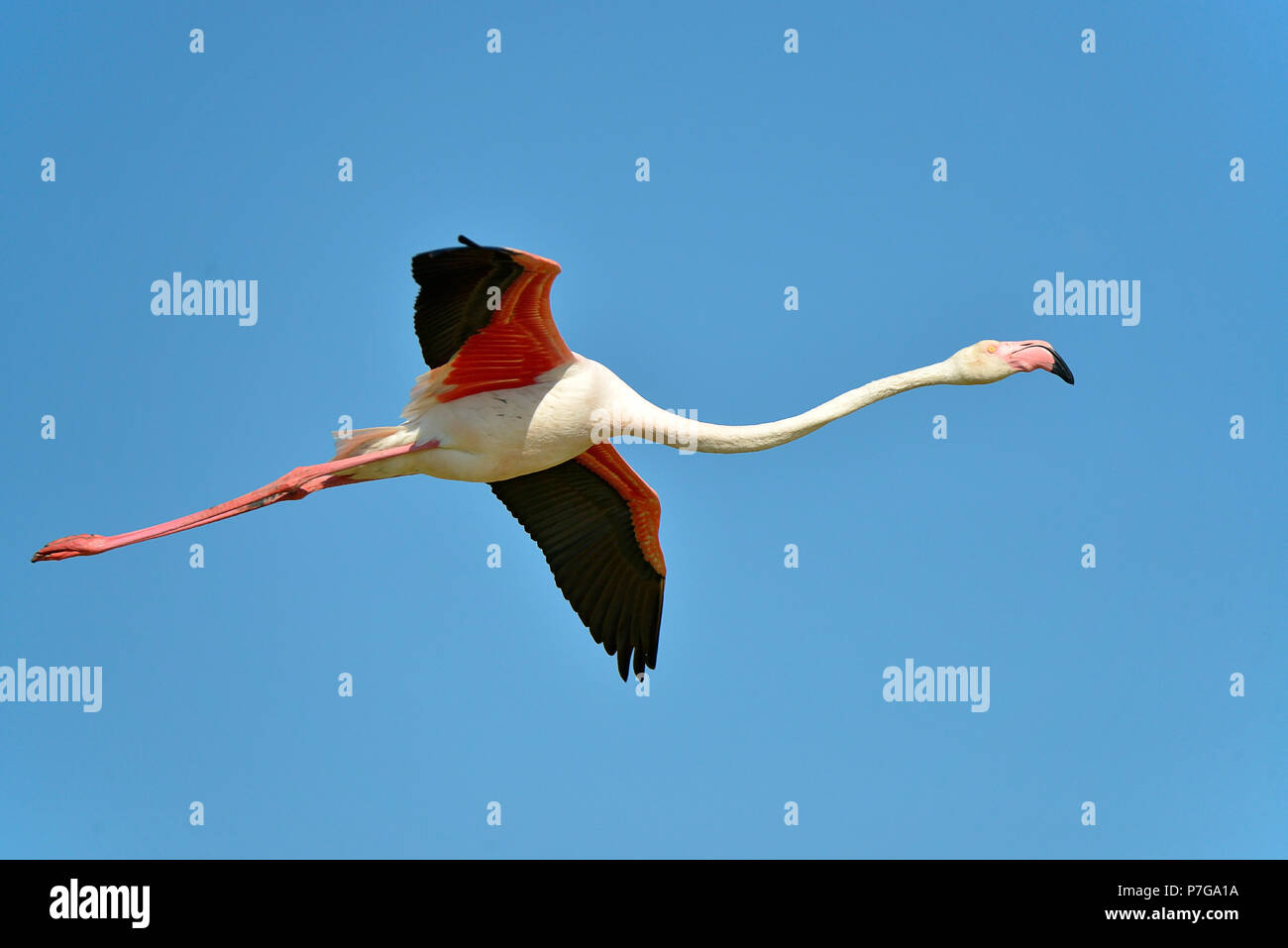 Flamingo in volo (Phoenicopterus ruber) sul cielo azzurro sfondo, nella Camargue è una regione naturale si trova a sud di Arles, Francia, tra il Foto Stock