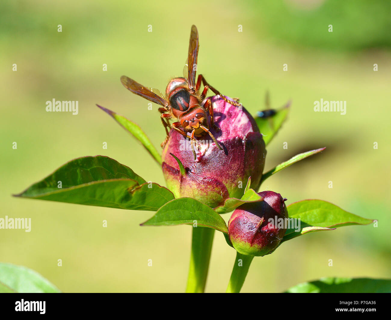 Primo piano Unione hornet (Vespa crabro) su bud di peonia fiore visto dalla parte anteriore Foto Stock