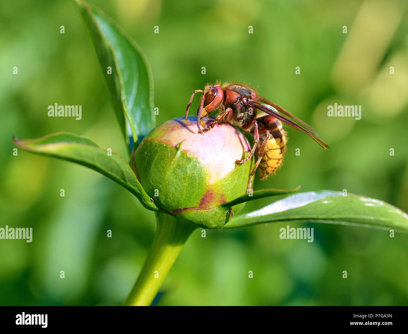 Primo piano Unione hornet (Vespa crabro) su bud di peonia fiore visto dal profilo Foto Stock