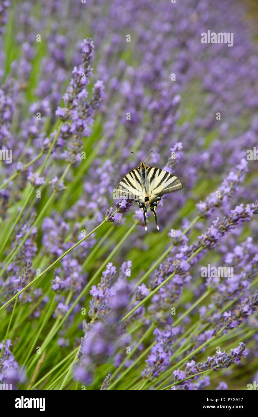 Close up sfocato viola e Lavanda fiori bianchi. Fioriture dei