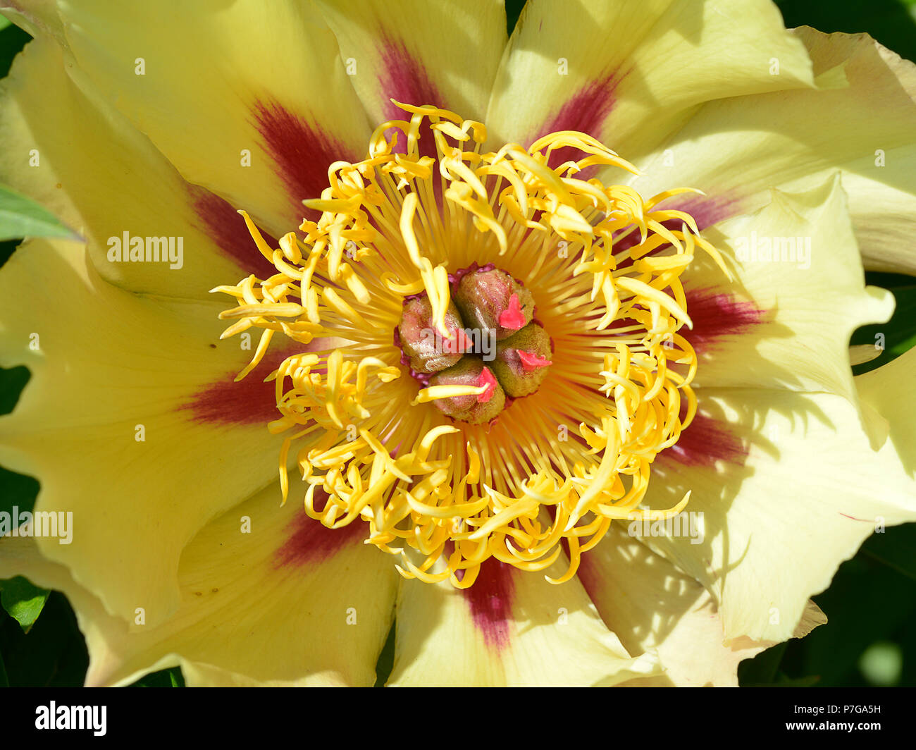 Primo piano giallo peonia cinese fiore (Paeonia lactiflora) Foto Stock