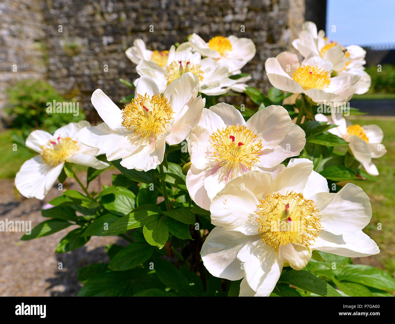 Primo piano bianco peonie cinesi fiori (Paeonia lactiflora) Foto Stock