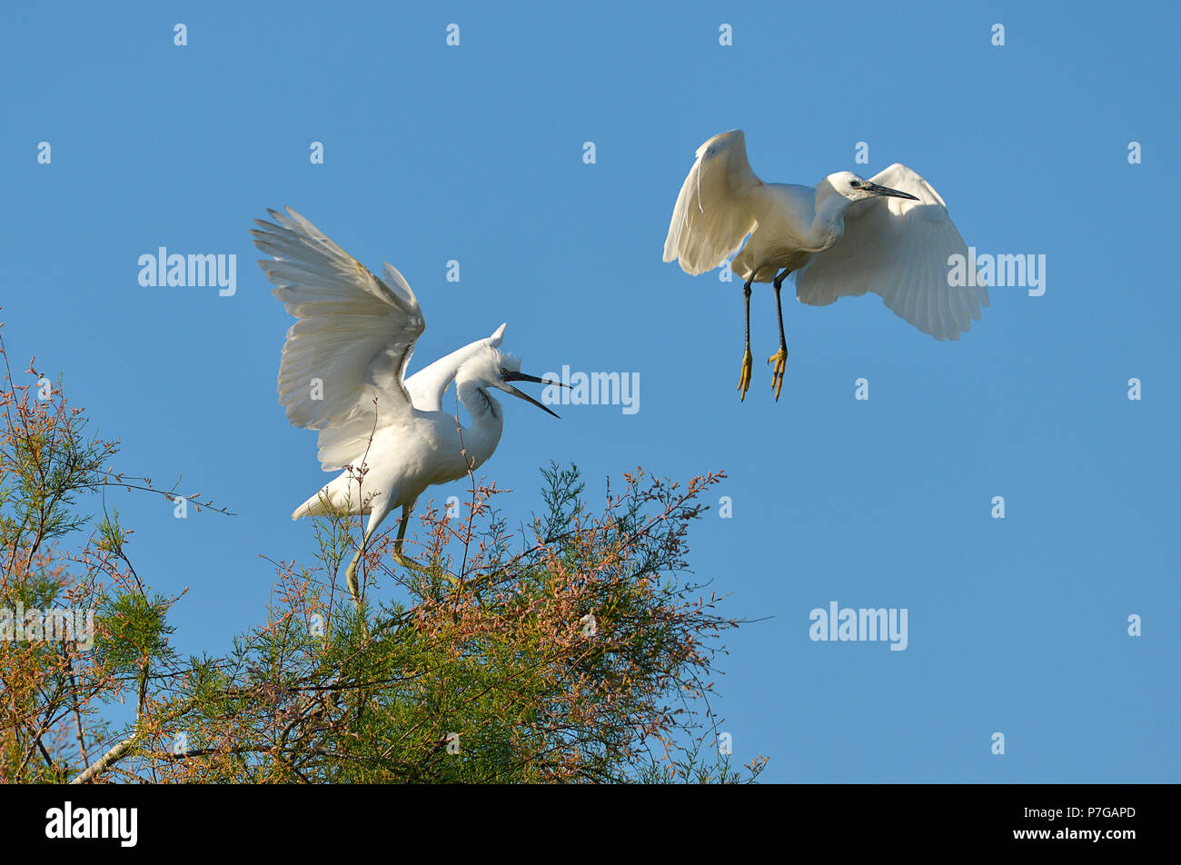 Due garzetta (Egretta garzetta) uno nella struttura ad albero, le altre in volo, sul cielo azzurro sfondo, nella Camargue è una regione naturale trova sou Foto Stock