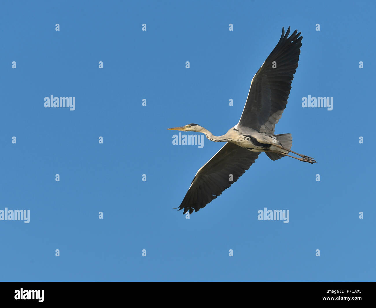 Airone cinerino (Ardea cinerea) in volo visto da sotto sulla tke sfondo blu, in Camargue è una regione naturale si trova a sud di Arles, Francia, betwe Foto Stock