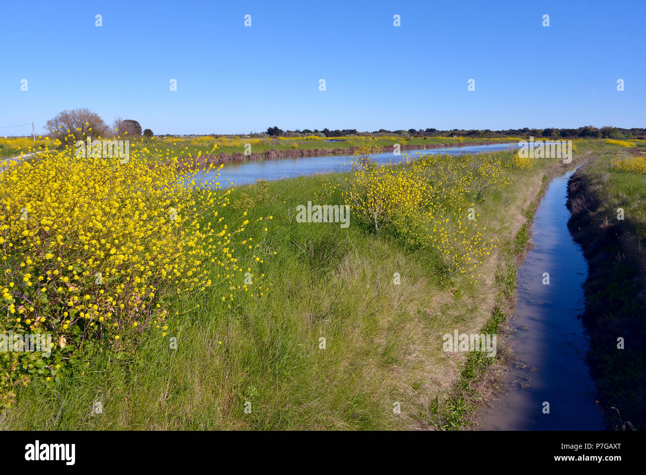 Marsh in Ile de Ré con fiori gialli di senape nera (Brassica nigra), nel dipartimento della Charente-Maritime nella parte sud-ovest della Francia. Foto Stock
