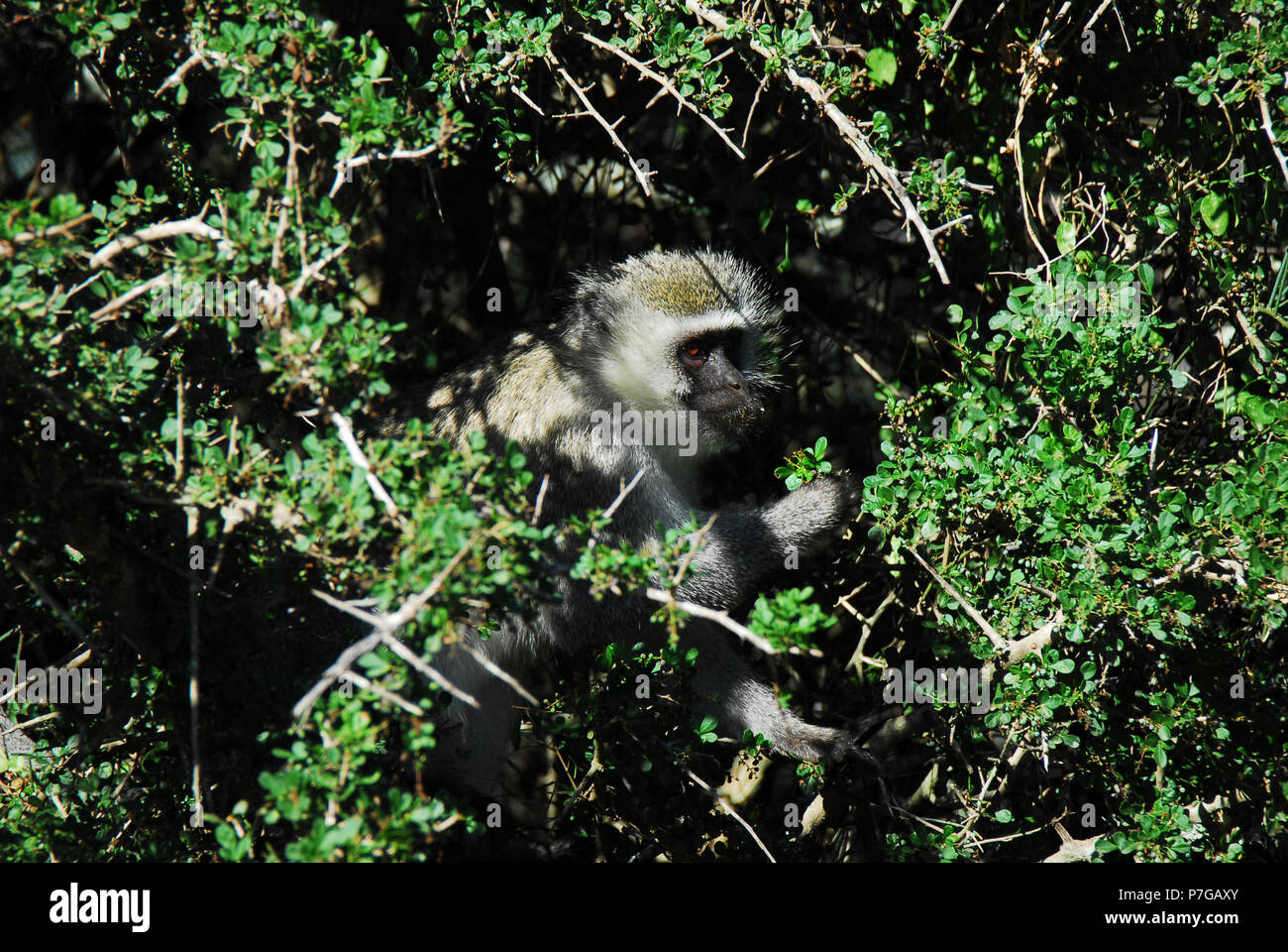 Close up di un selvaggio bianco di fronte monkey munching su le fioriture di un thorn bush nel deserto del Sud Africa. Foto Stock