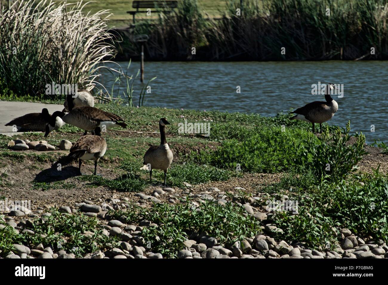 Canada Goose, Lindsey città pubblico Parco Lago di pesca, Canyon, Texas Foto Stock